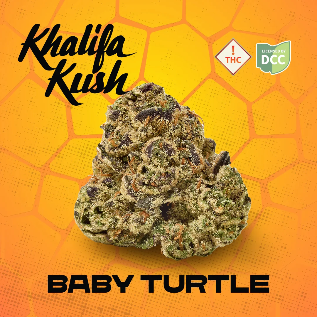 Baby Turtle
