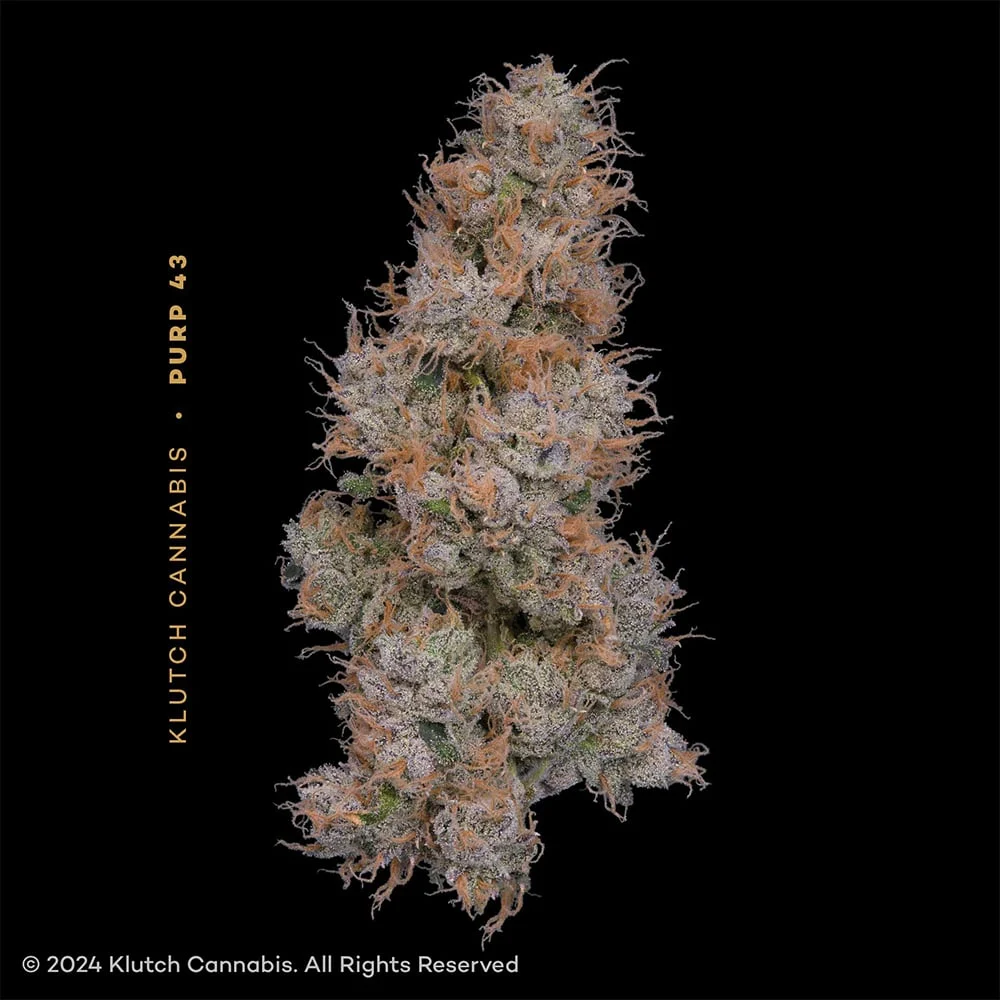 Purp 43