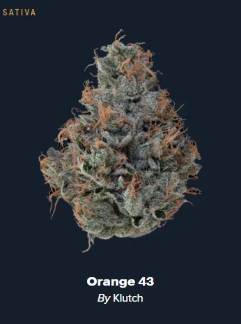 Orange 43