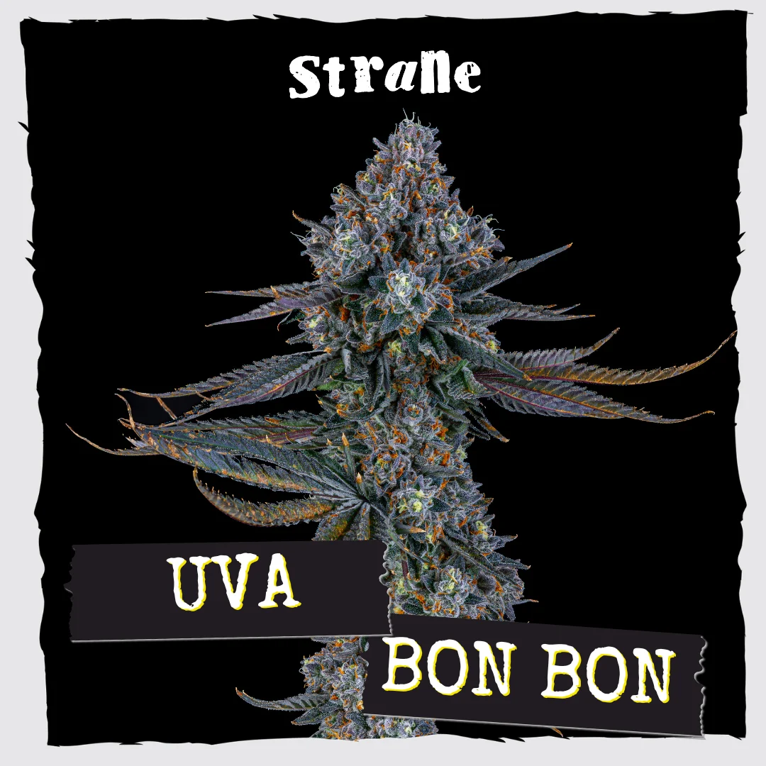Uva Bon Bon